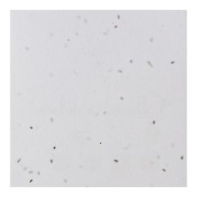 POSAVASOS GERMINA 200GR 2 CARAS 100% FSC