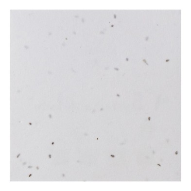 POSAVASOS GERMINA 200GR 2 CARAS 100% FSC